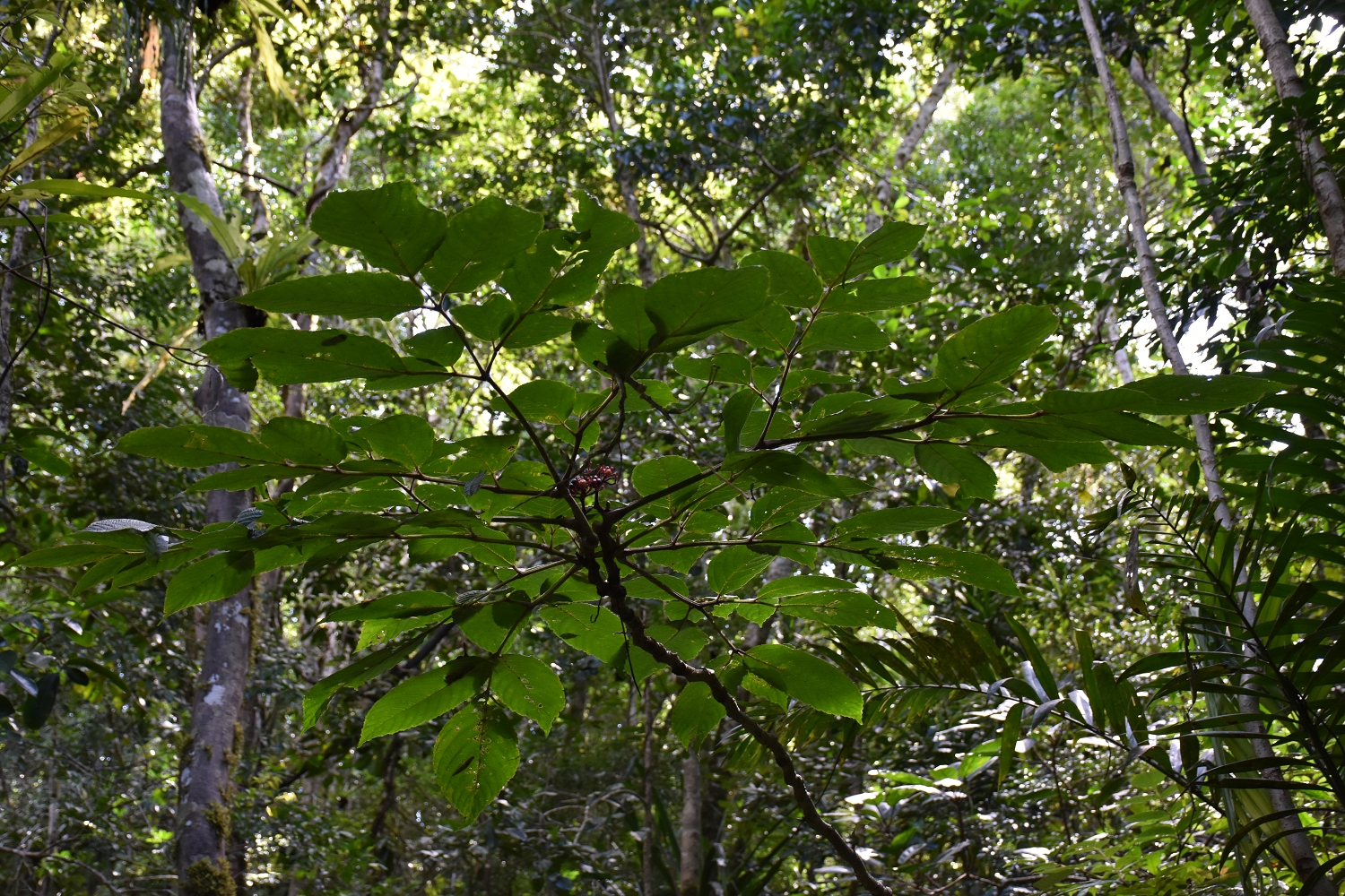 Mayotte