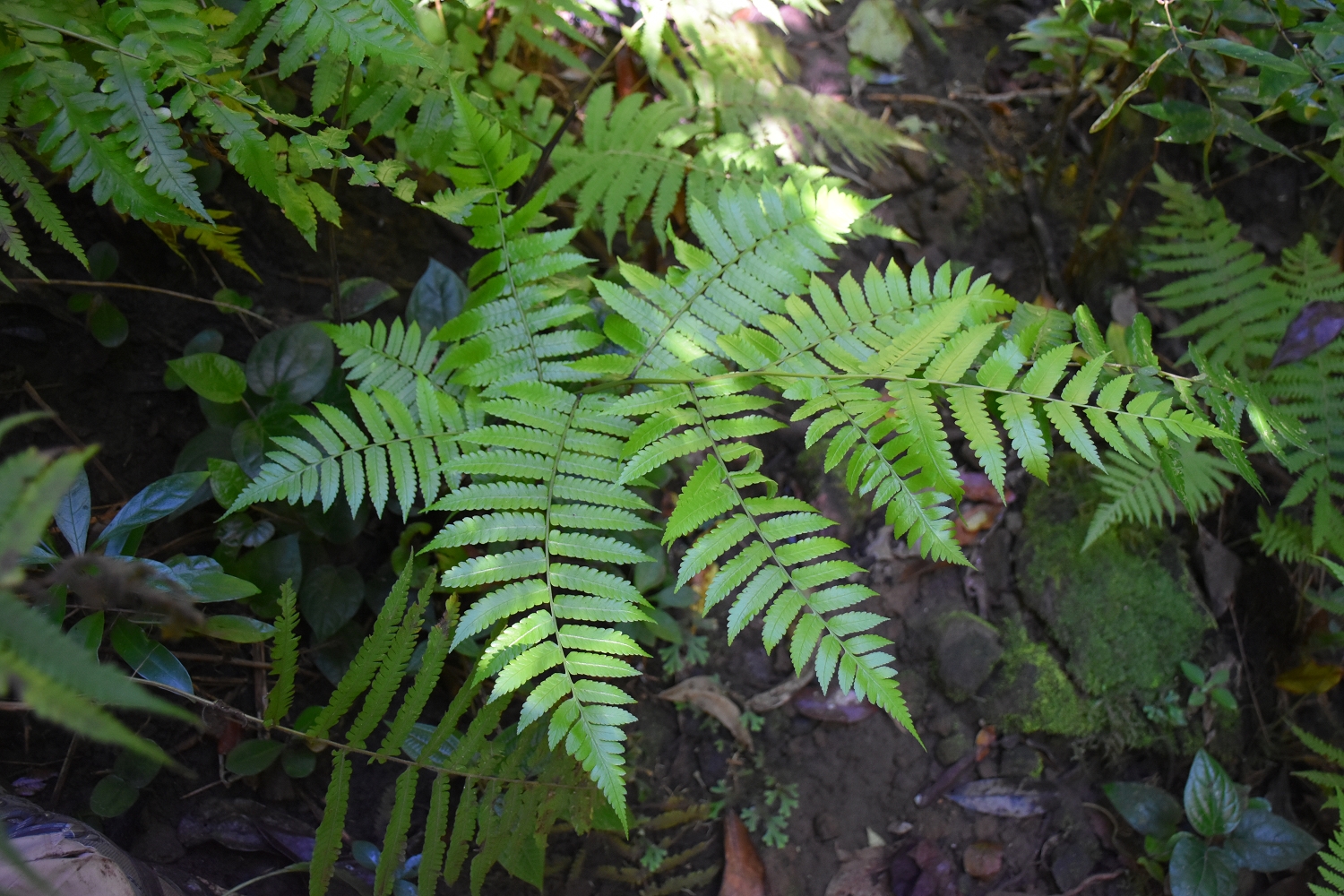 Mayotte