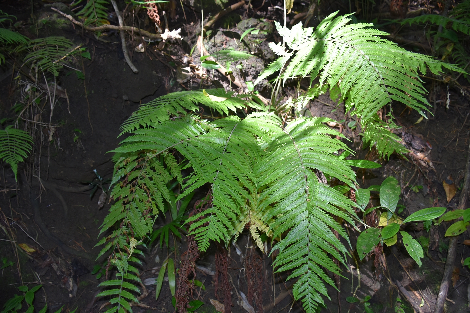 Mayotte