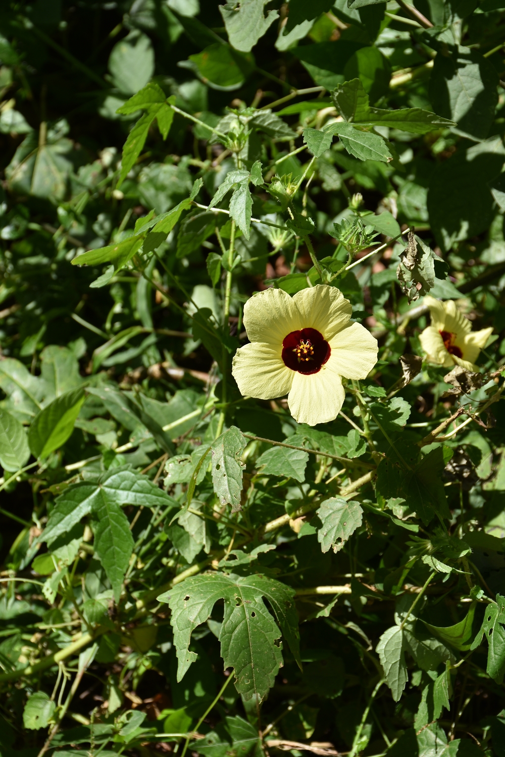 Mayotte