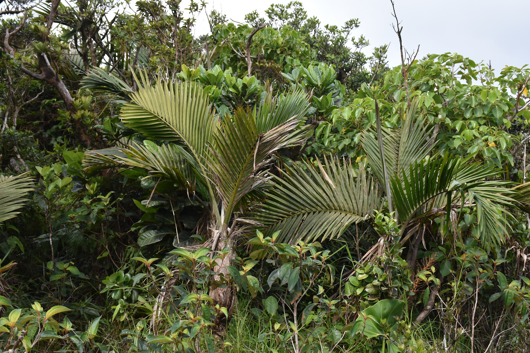 Guadeloupe