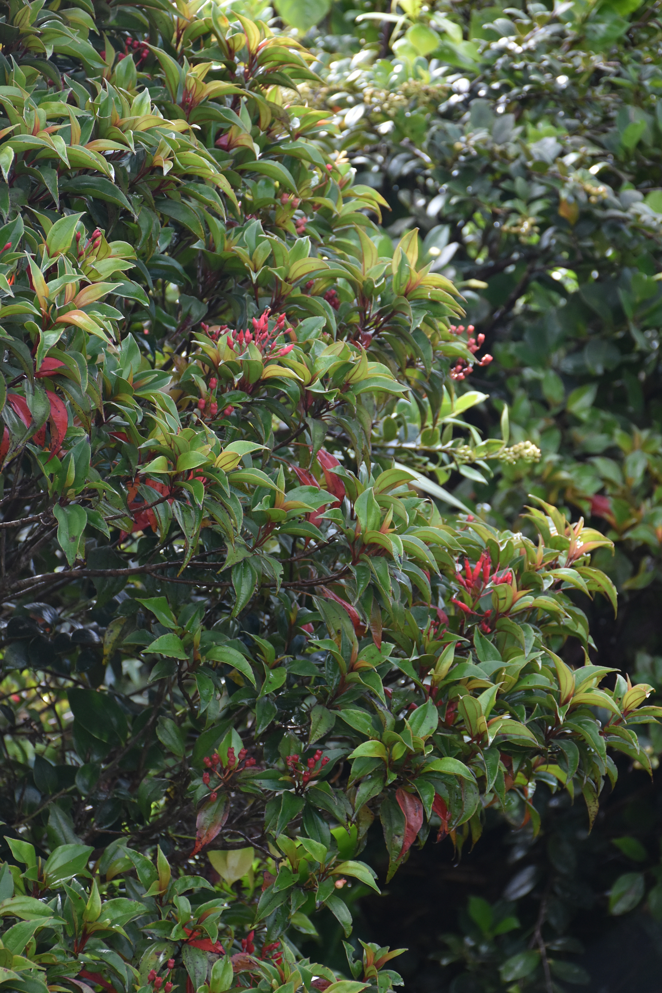 Guadeloupe