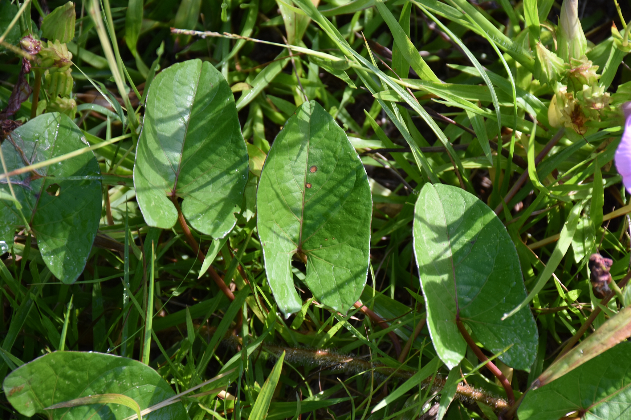 Guadeloupe