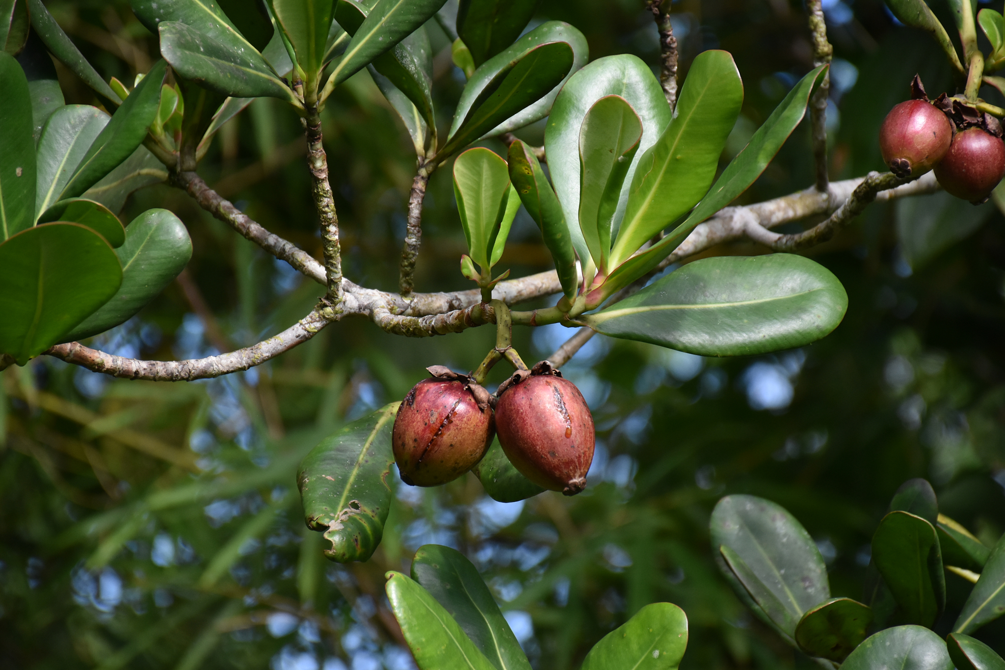 Guadeloupe