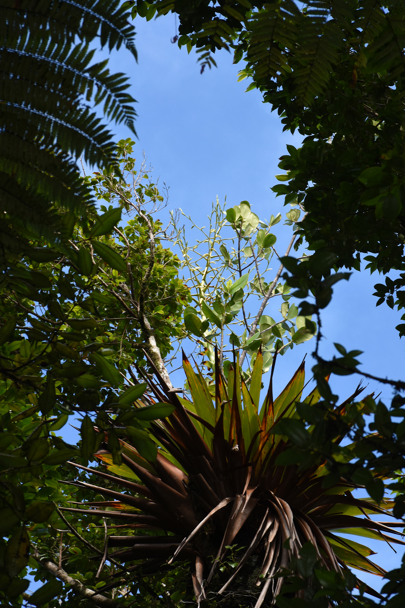 Guadeloupe