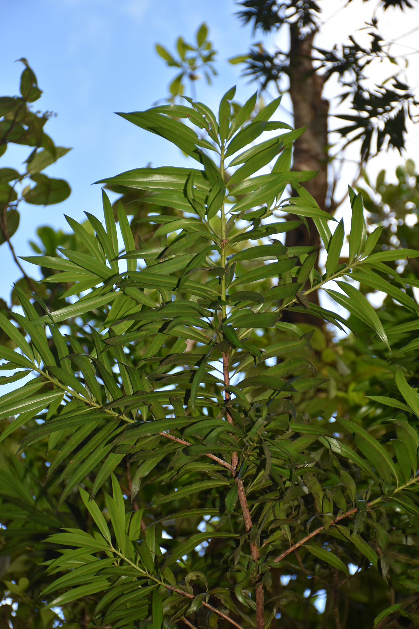 Guadeloupe