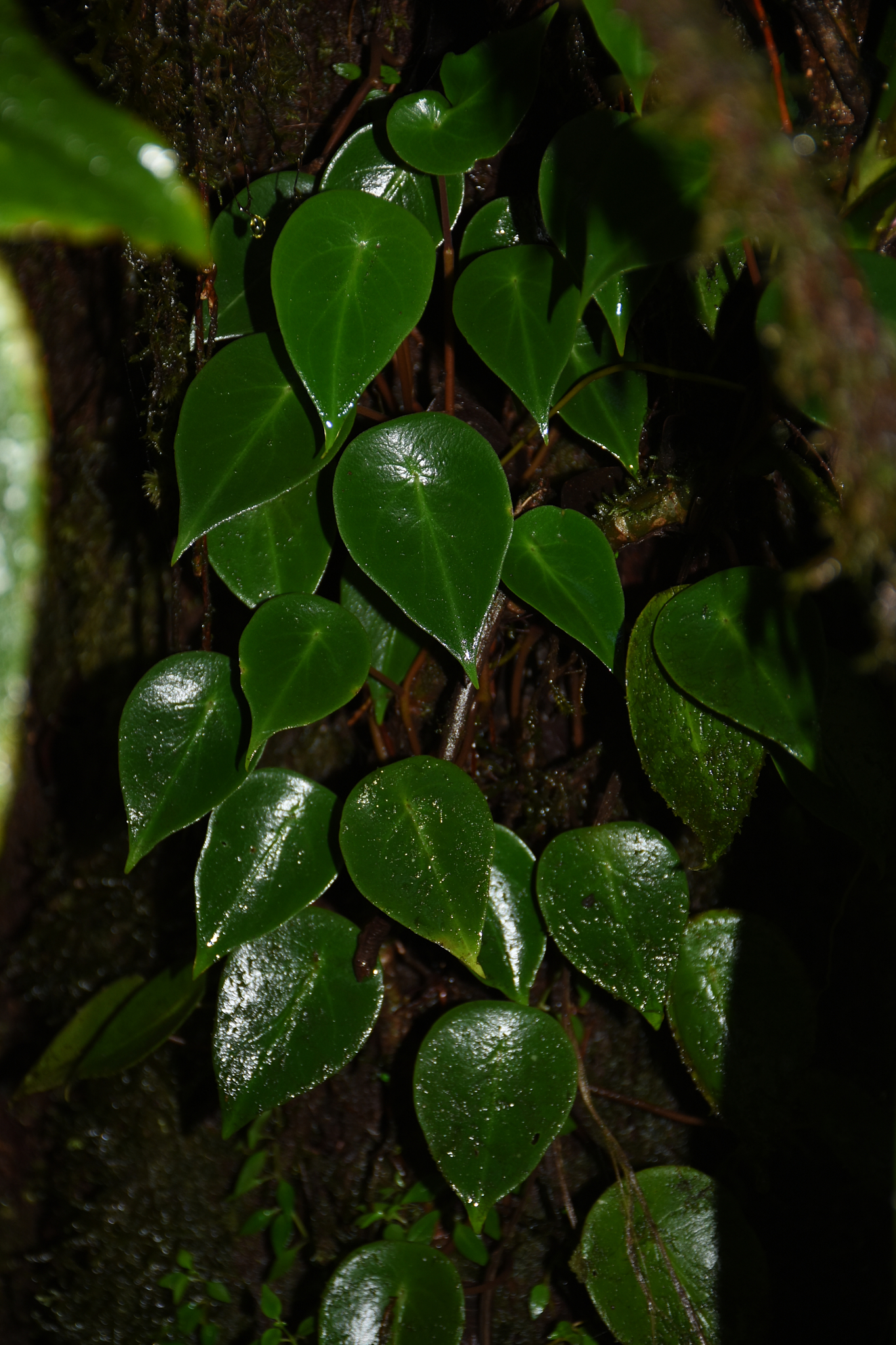 Guadeloupe