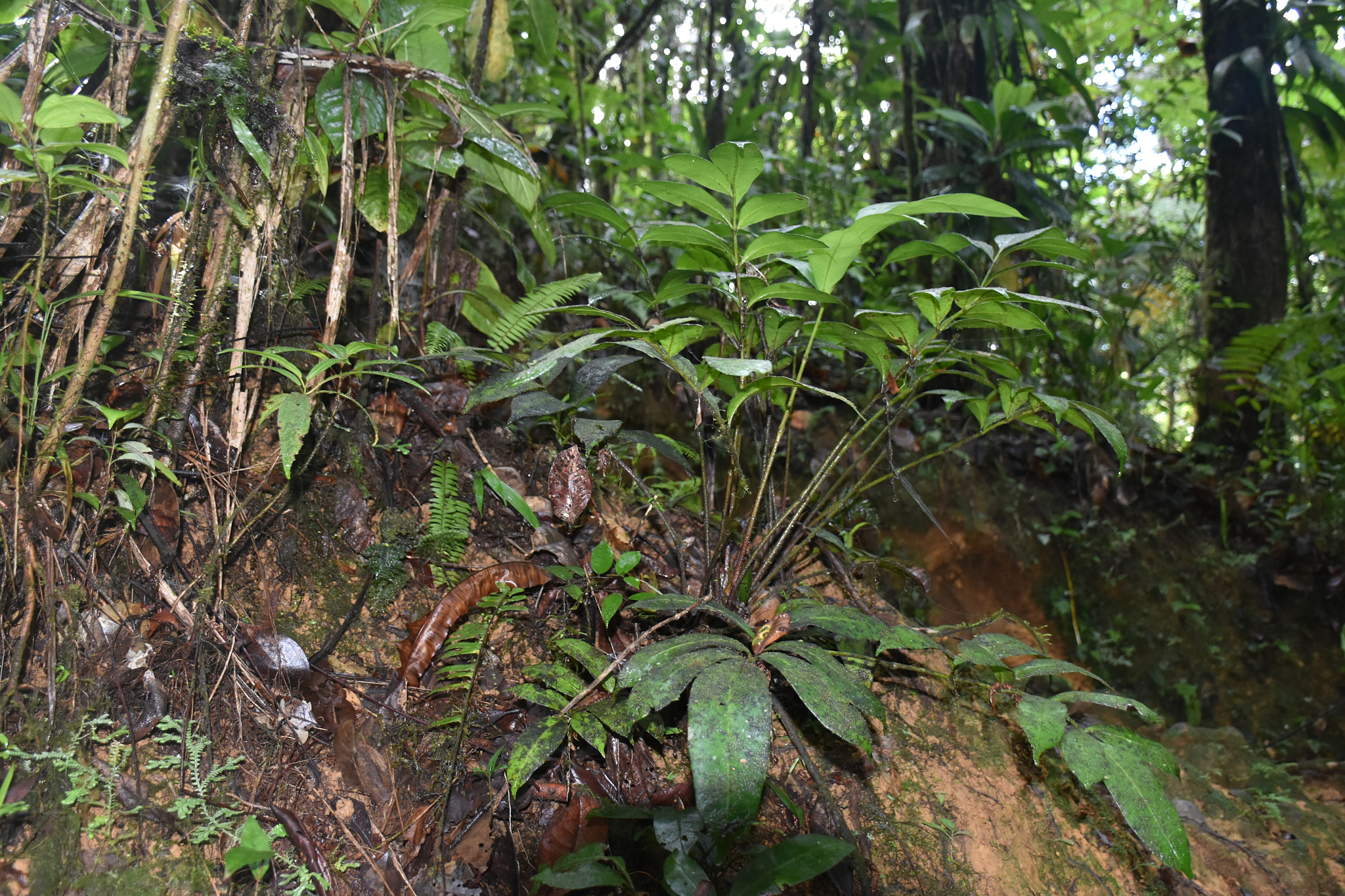 Guadeloupe