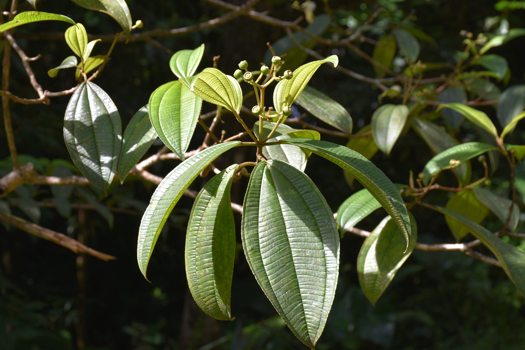 Guadeloupe