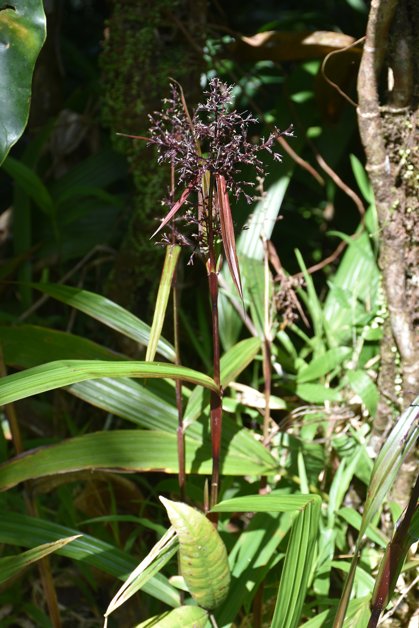 Guadeloupe