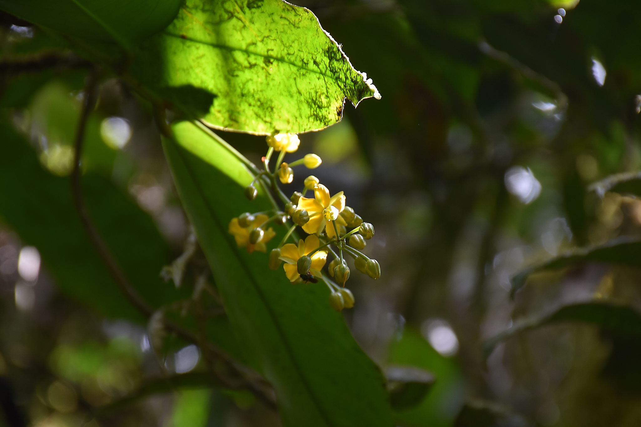 Guadeloupe