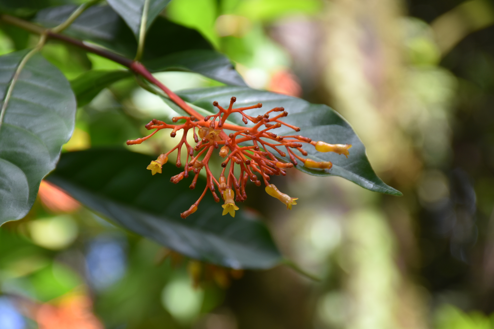 Guadeloupe