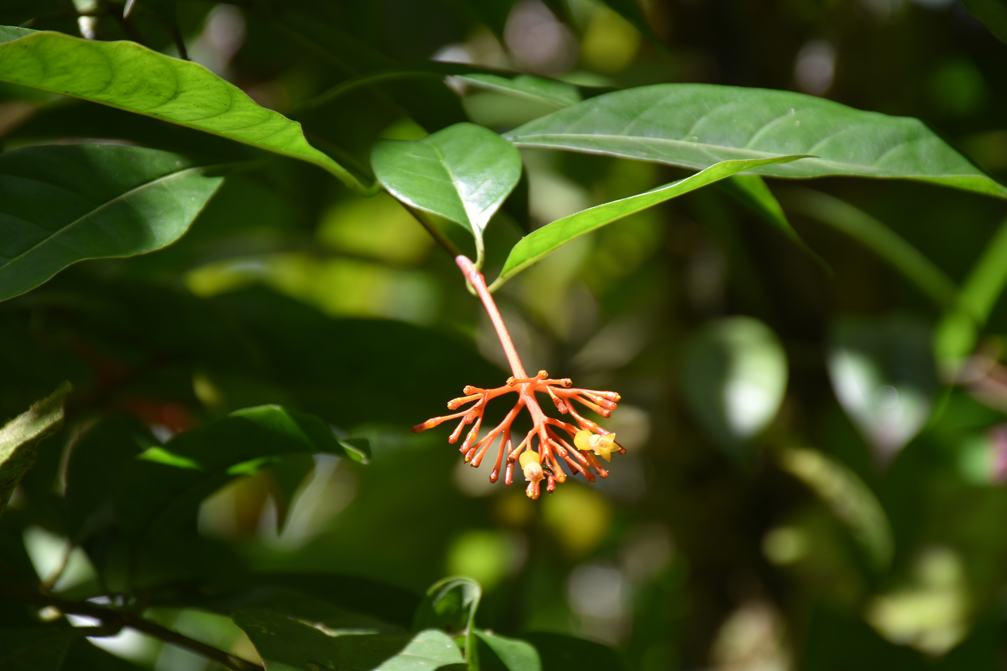 Guadeloupe