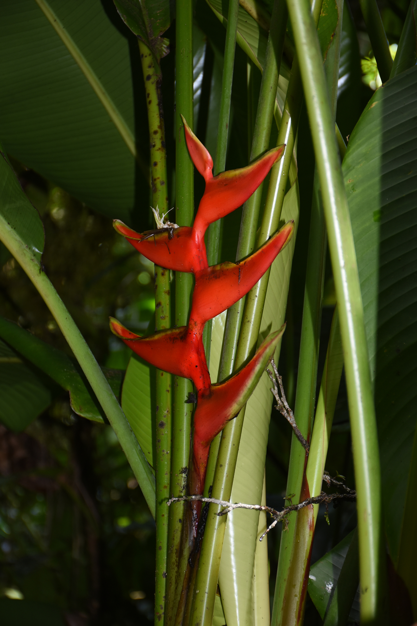 Guadeloupe