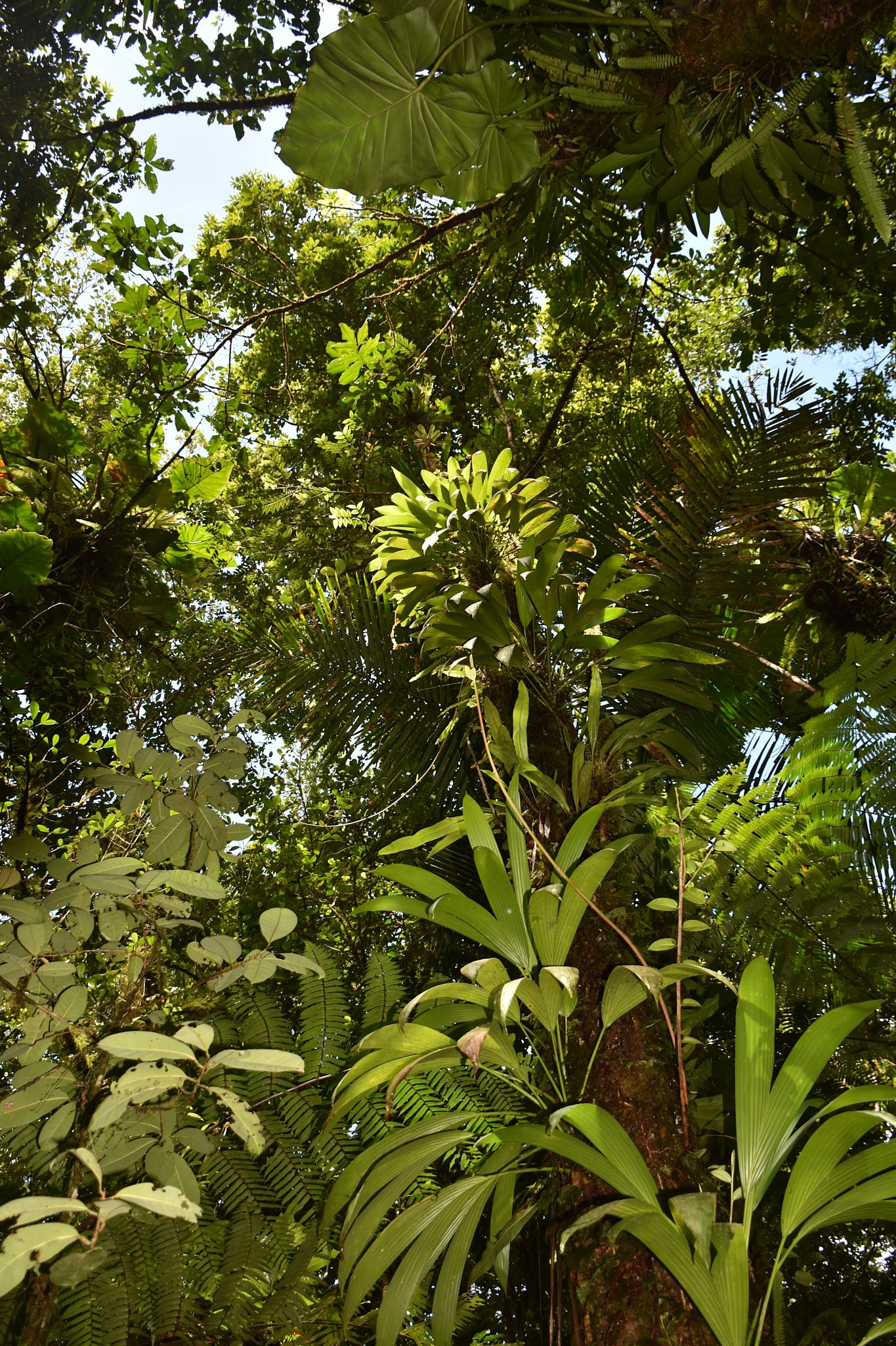 Guadeloupe