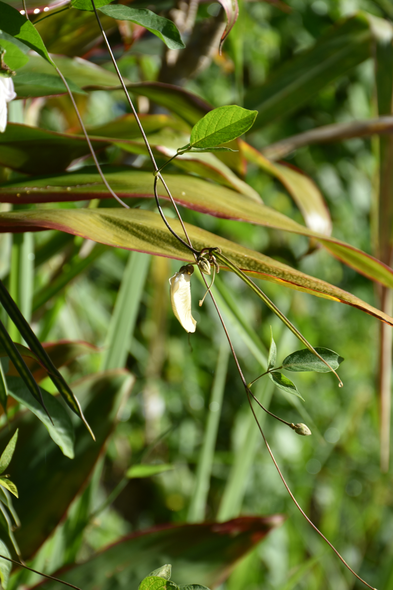 Guadeloupe