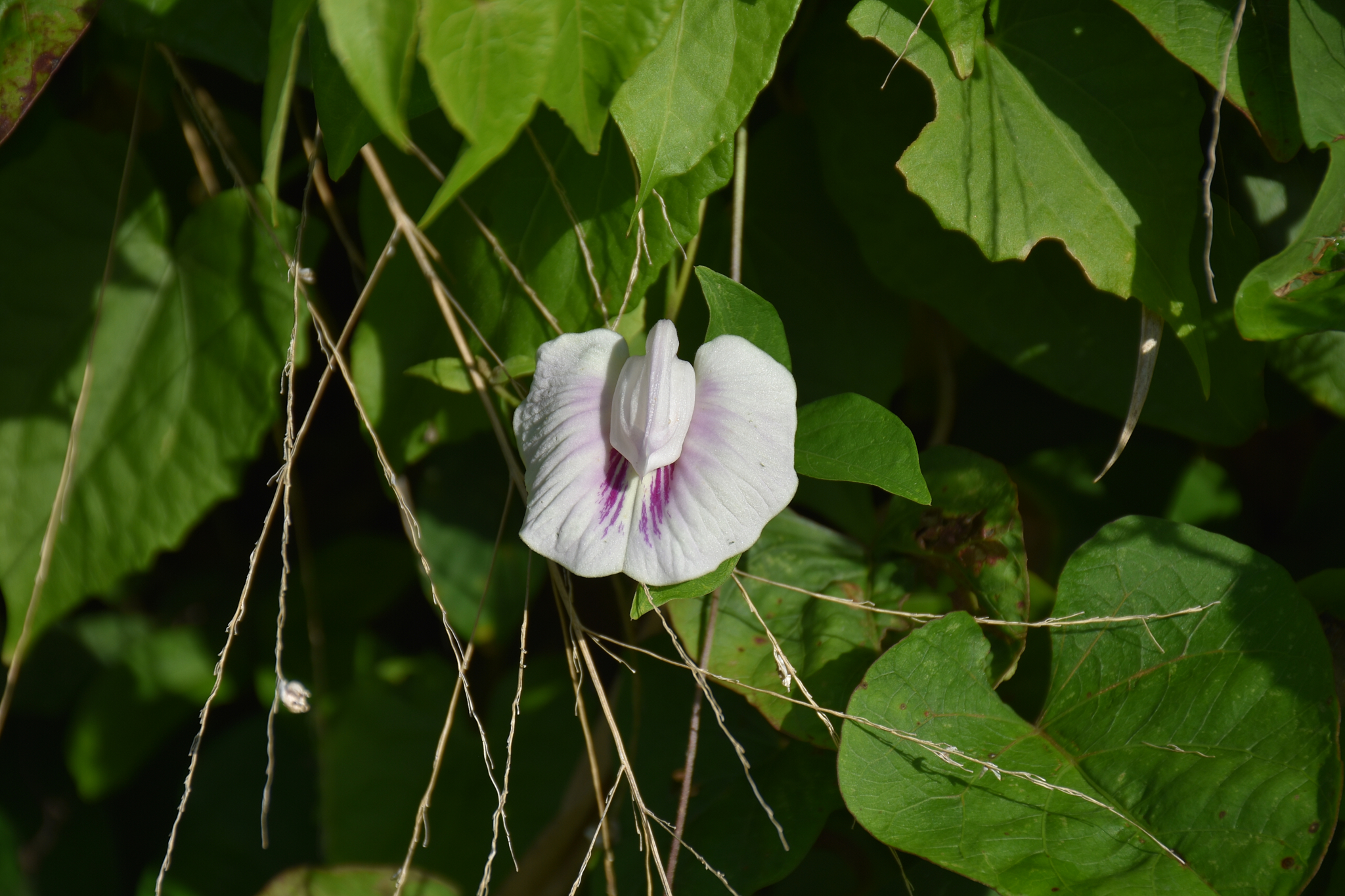 Guadeloupe