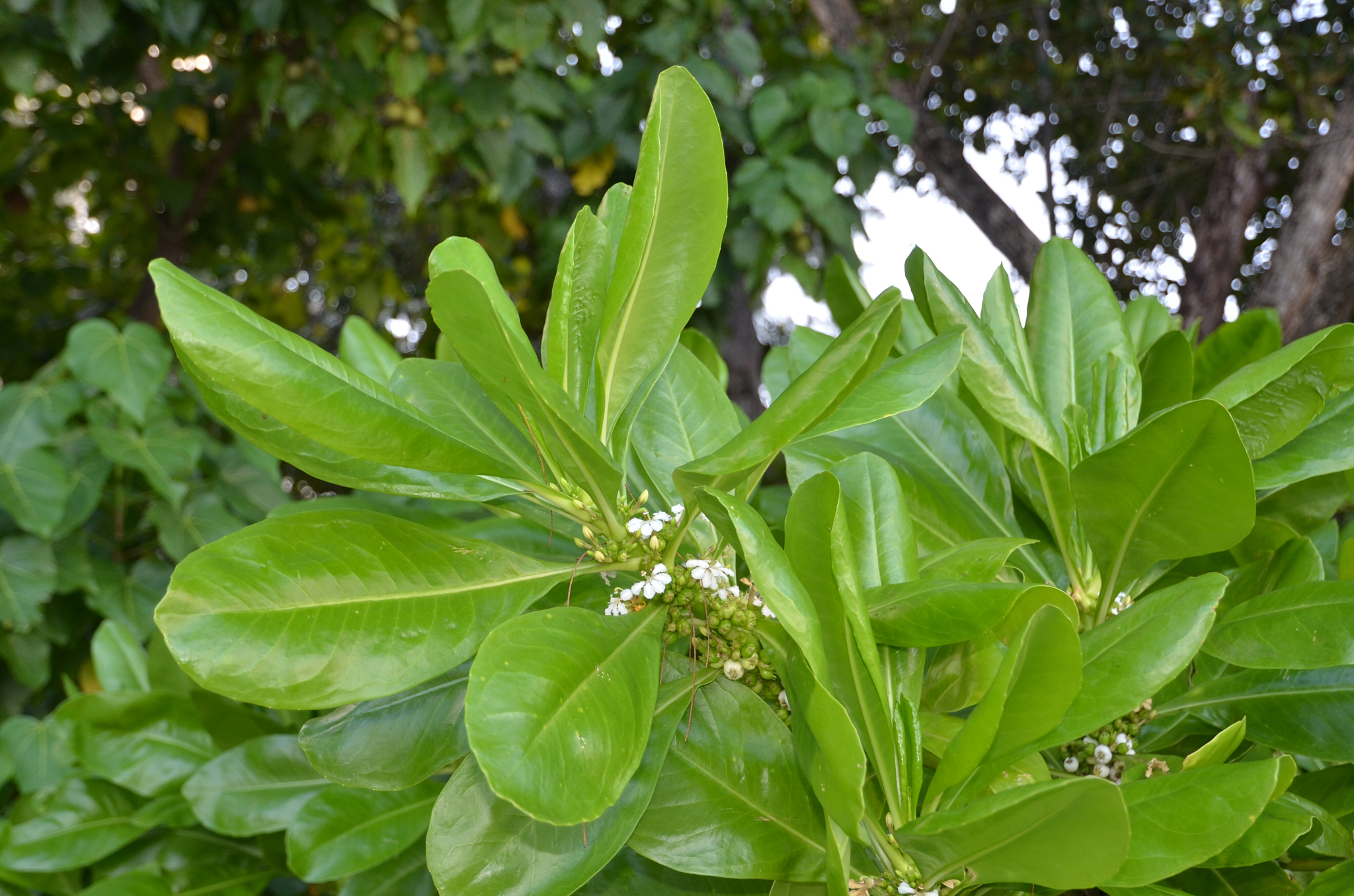 Seychelles