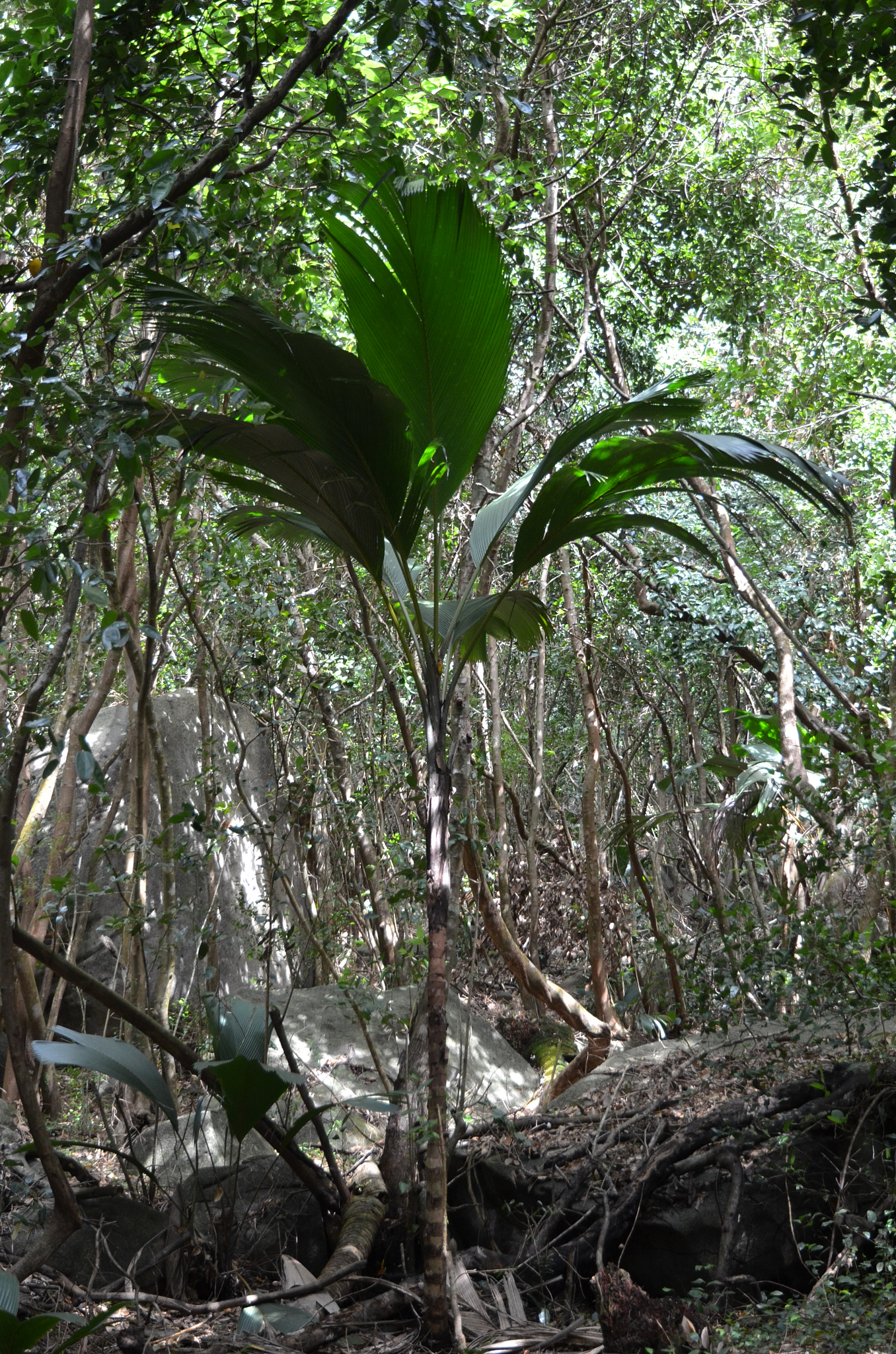 Seychelles