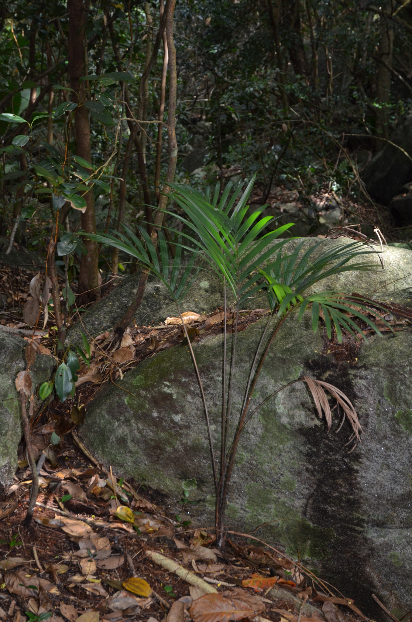 Seychelles