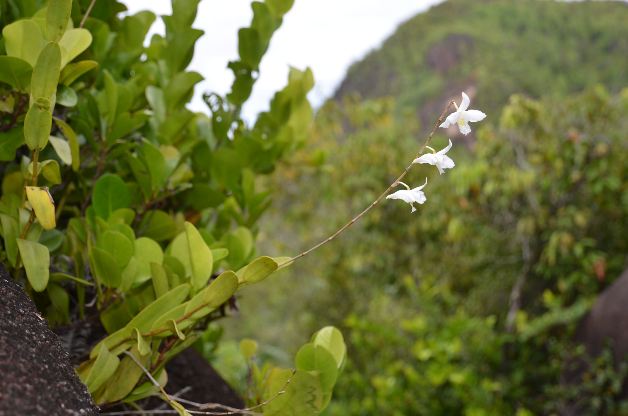 Seychelles