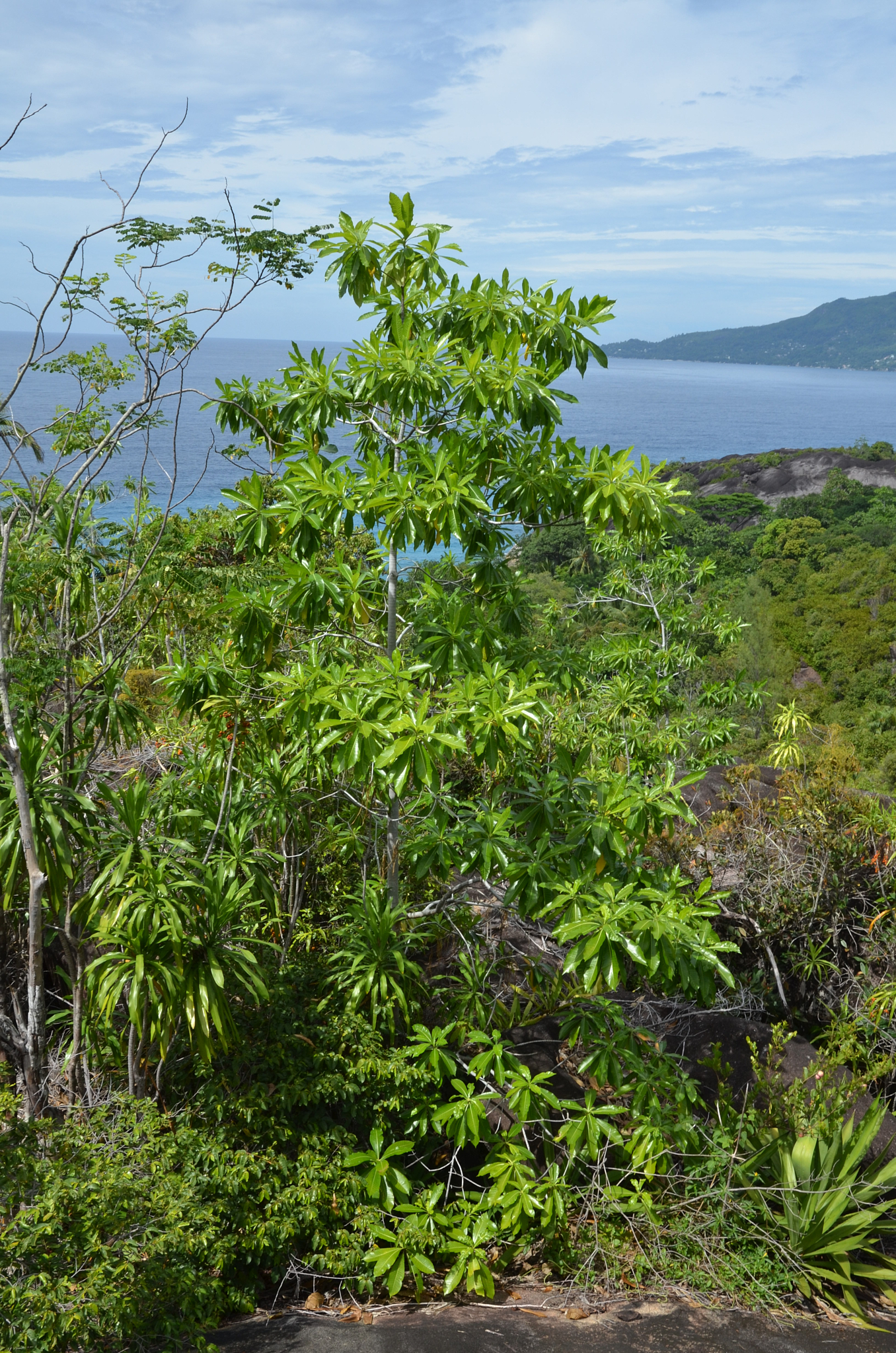 Seychelles