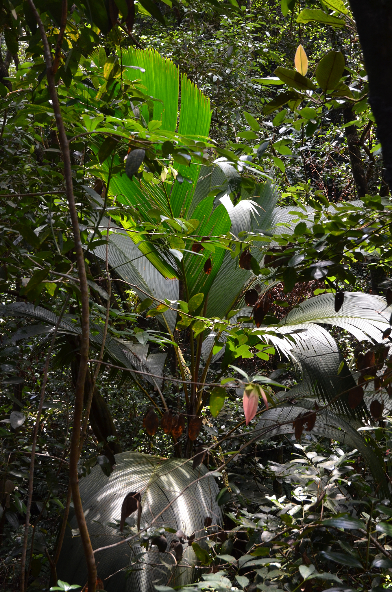 Seychelles