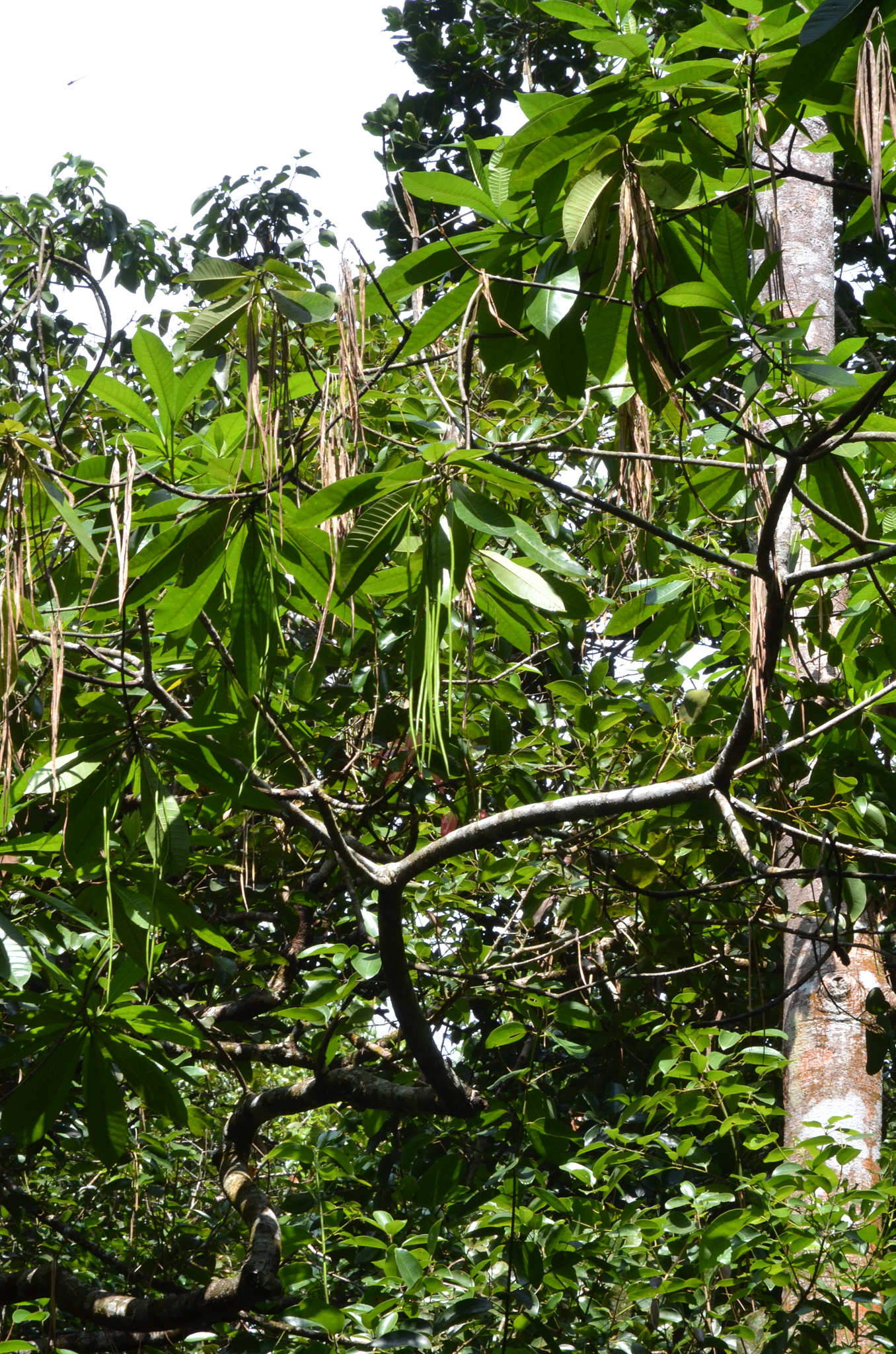 Seychelles