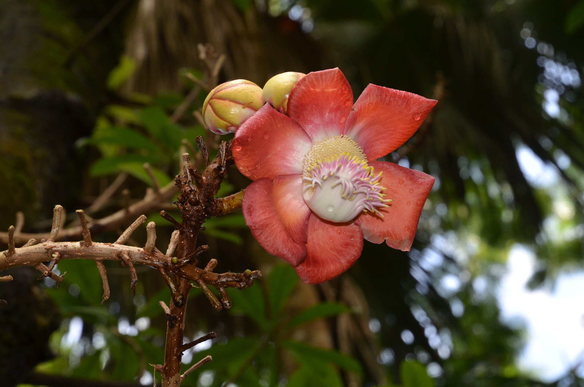 Seychelles