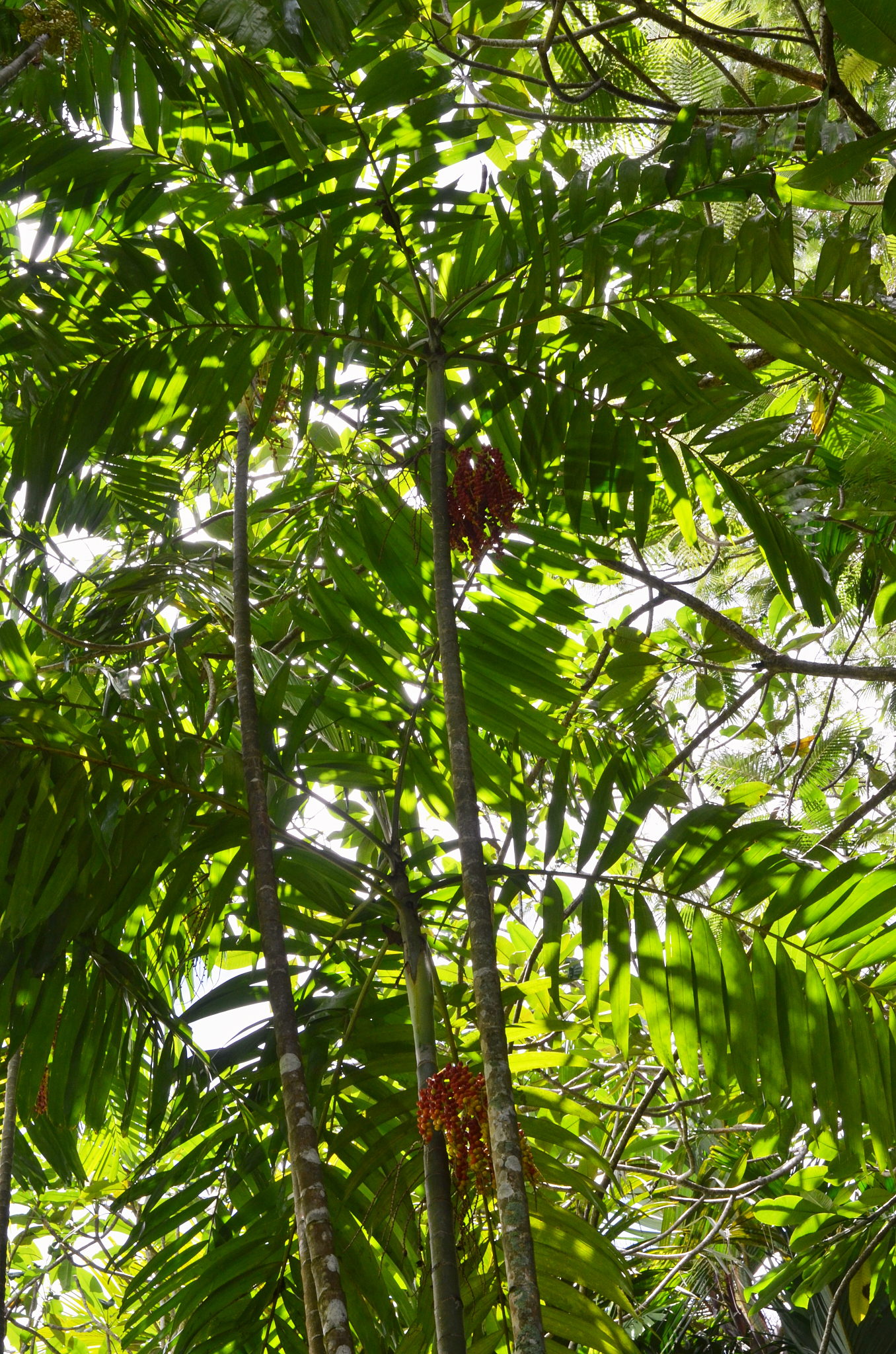 Seychelles