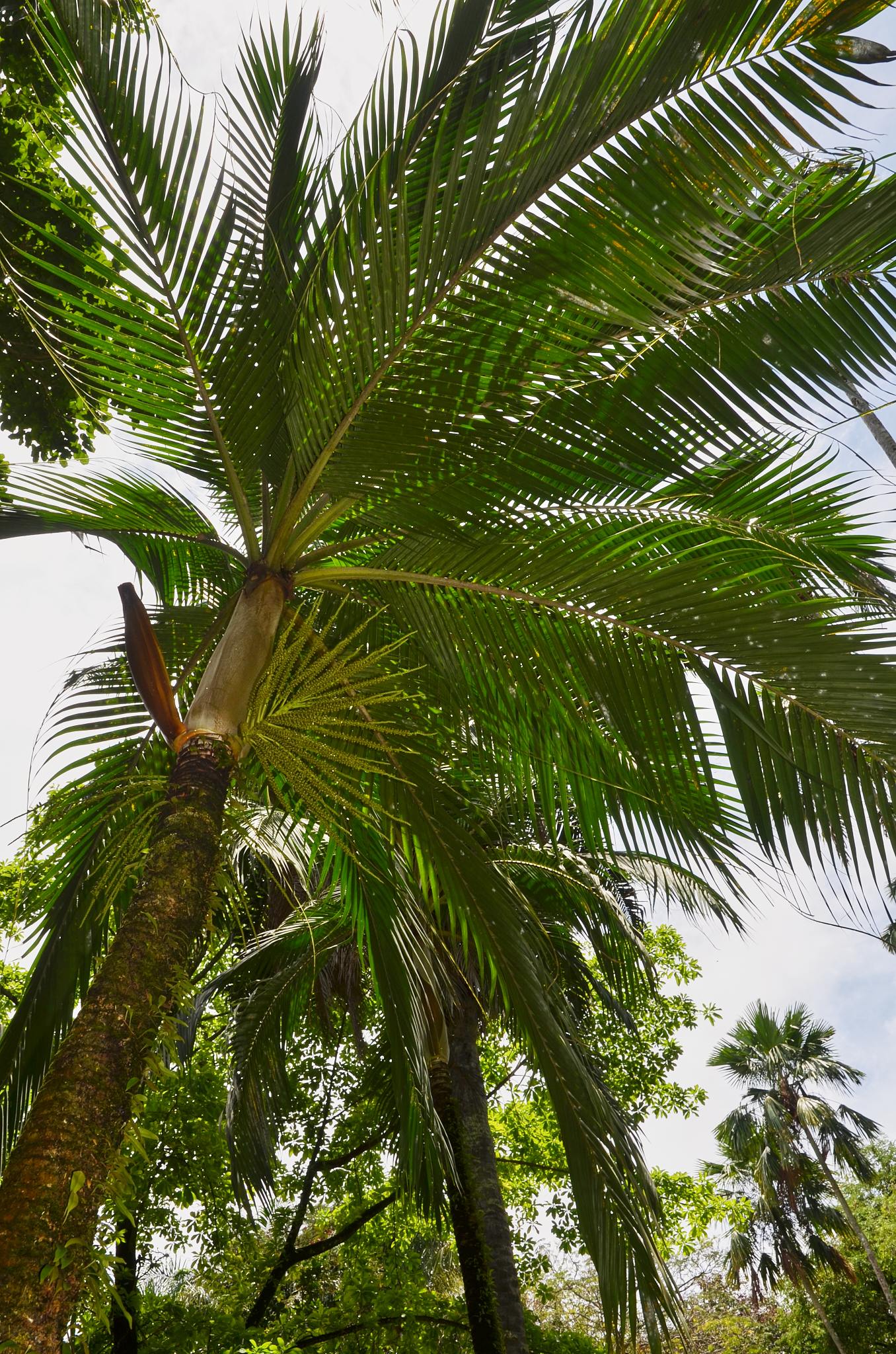 Seychelles