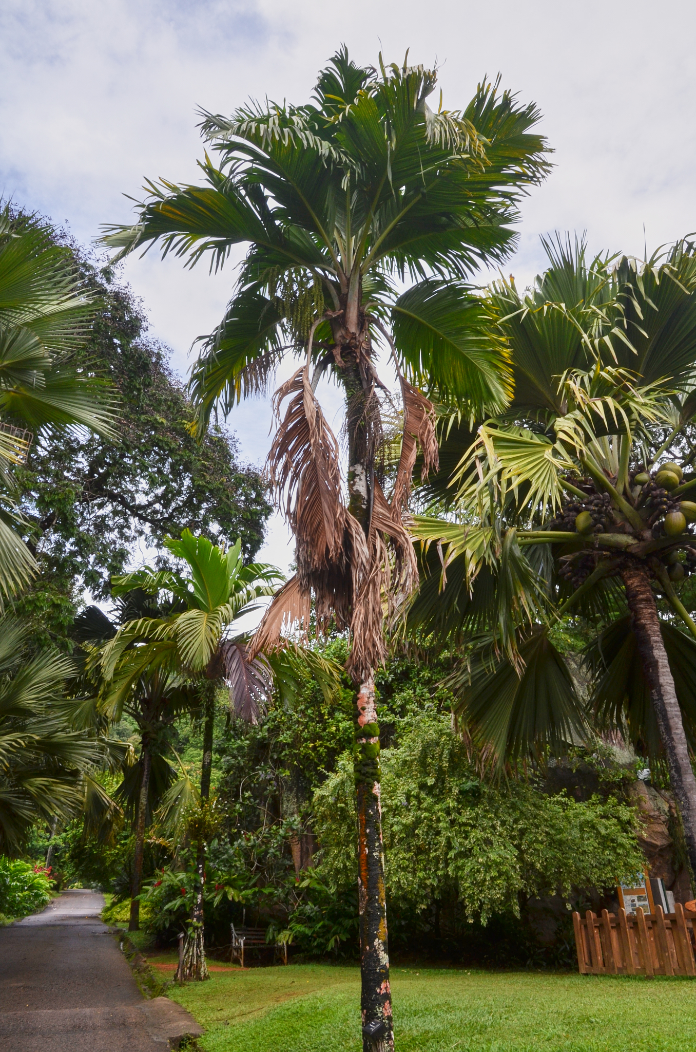 Seychelles