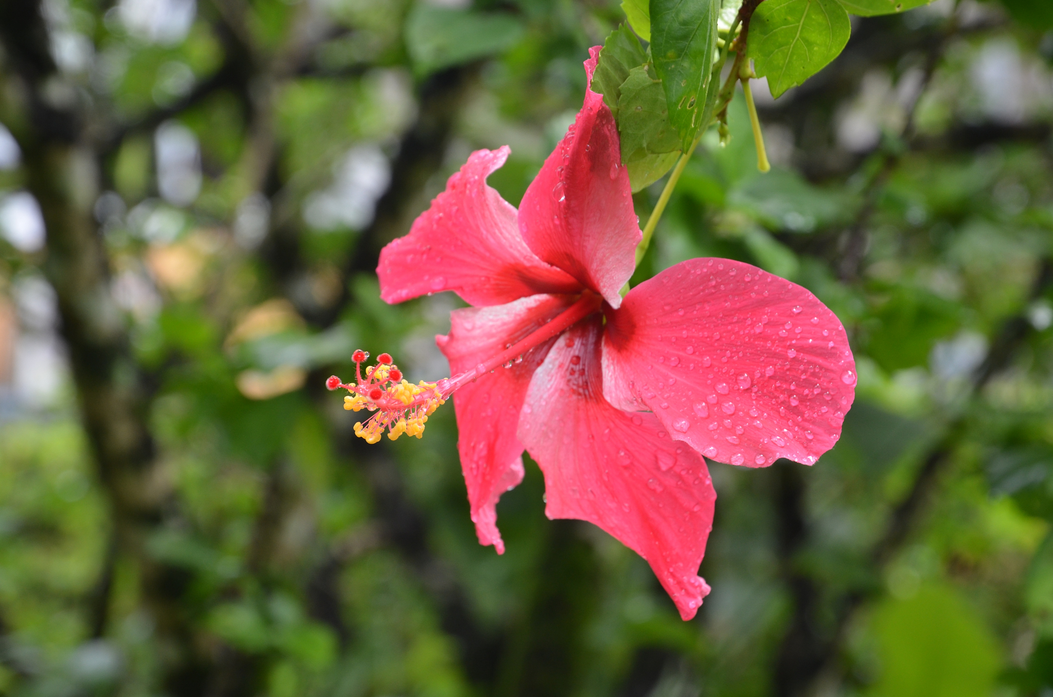 Seychelles