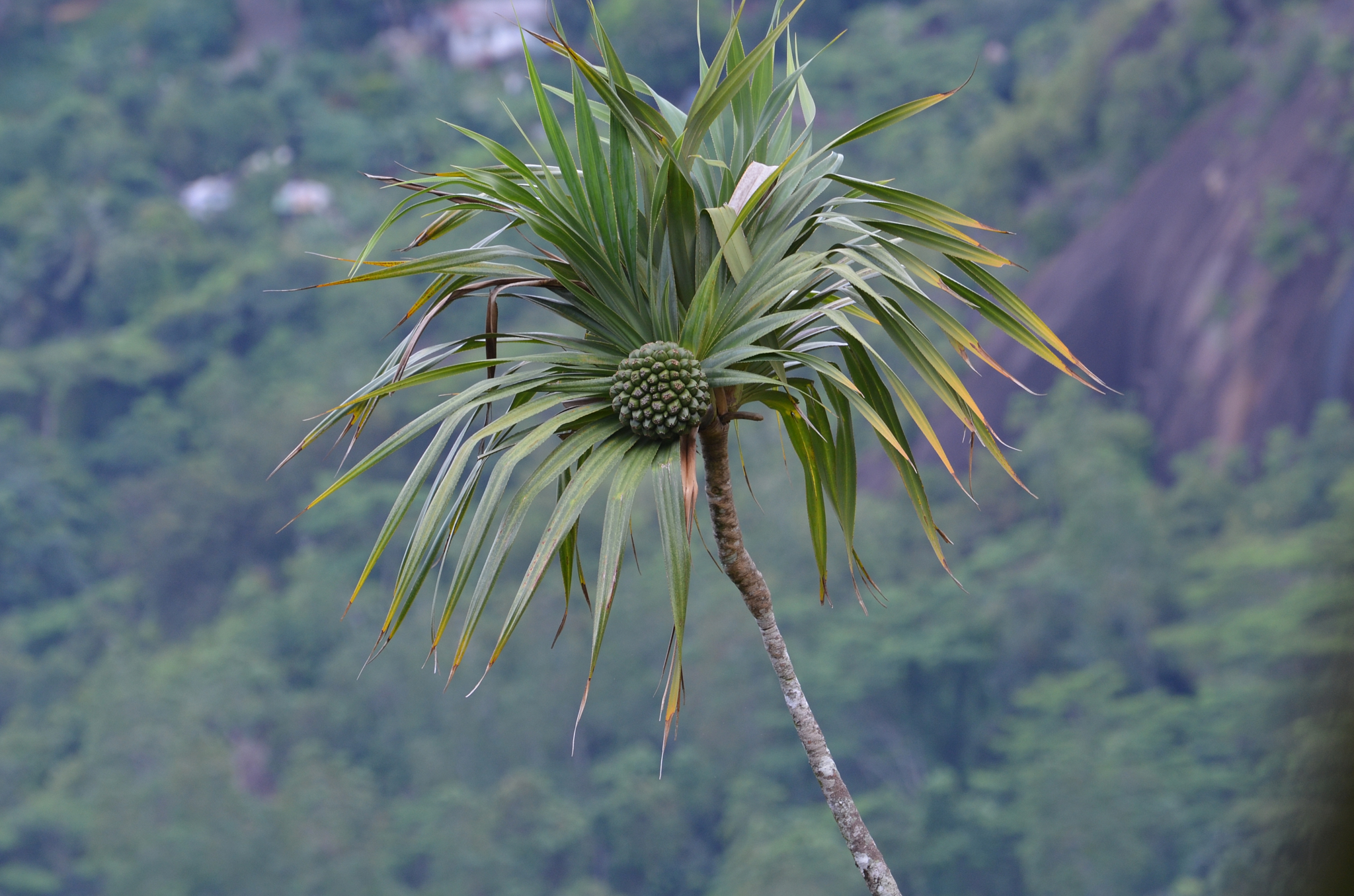 Seychelles