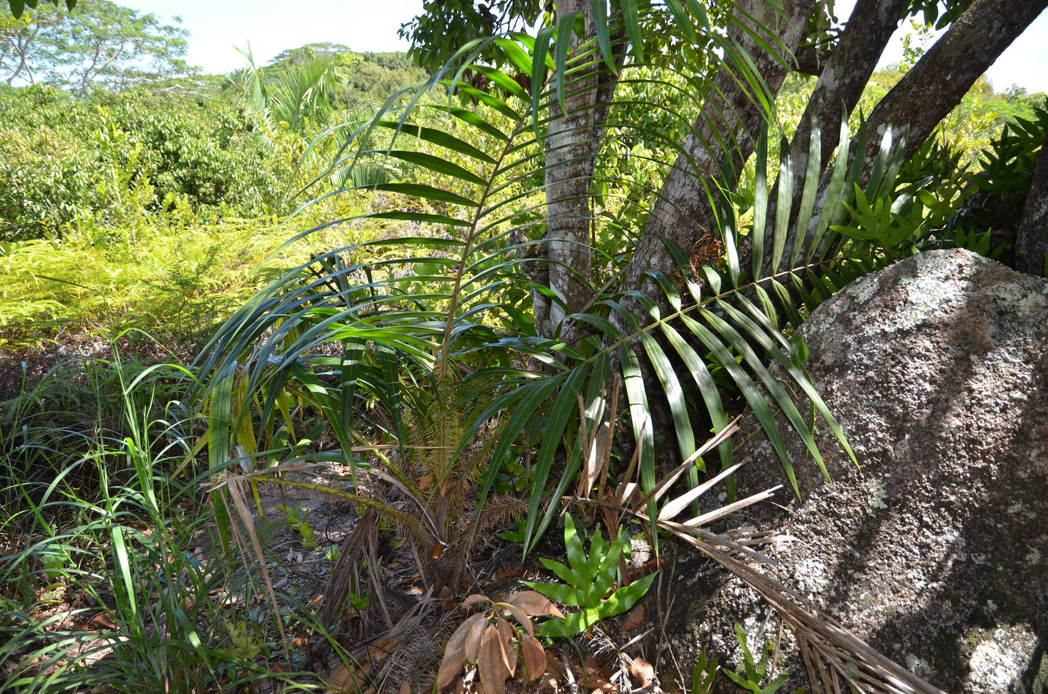 Seychelles