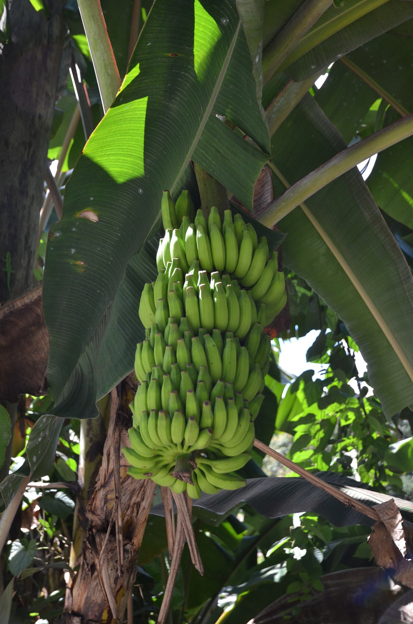 Seychelles