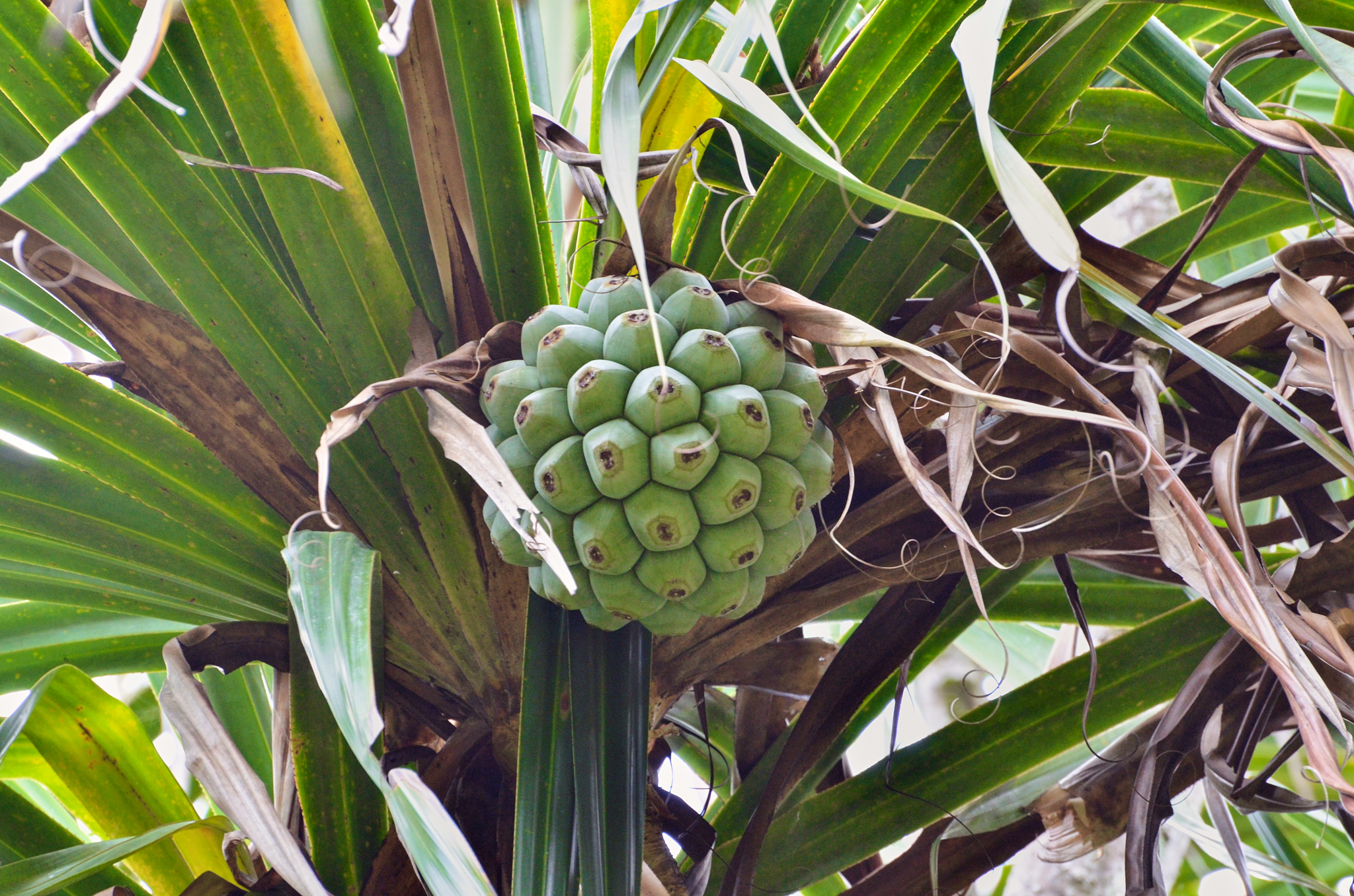 Seychelles