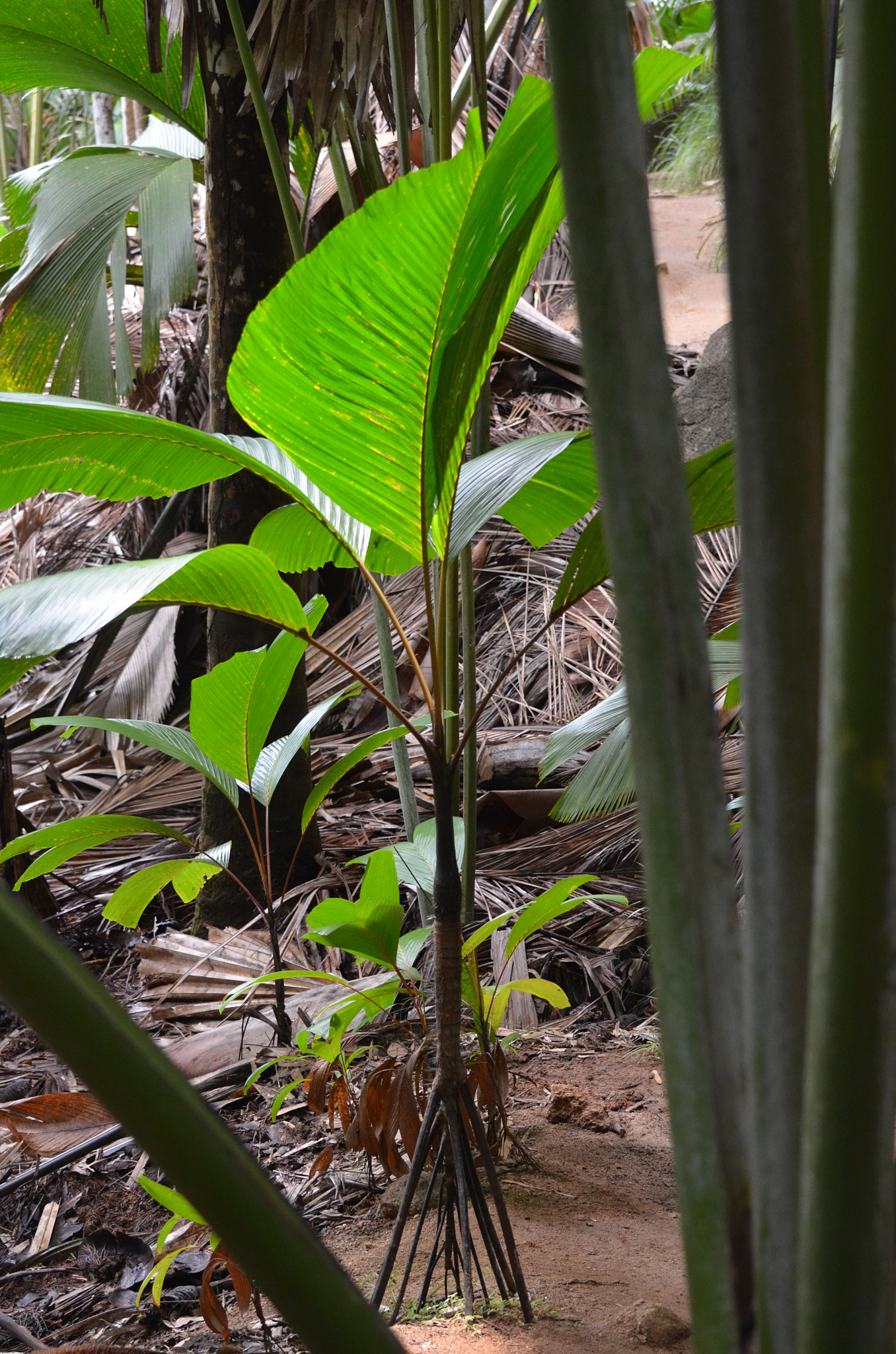 Seychelles