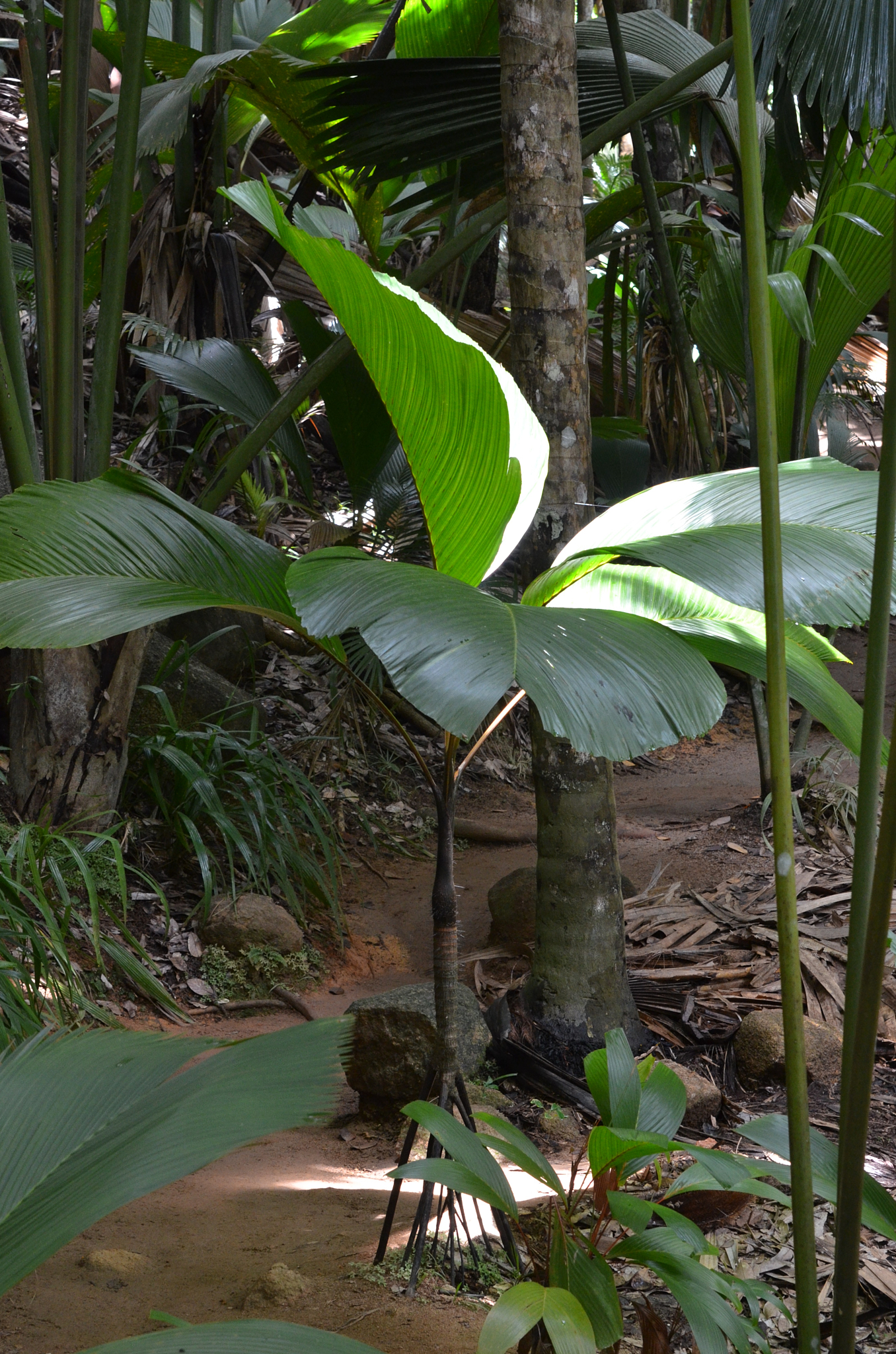 Seychelles