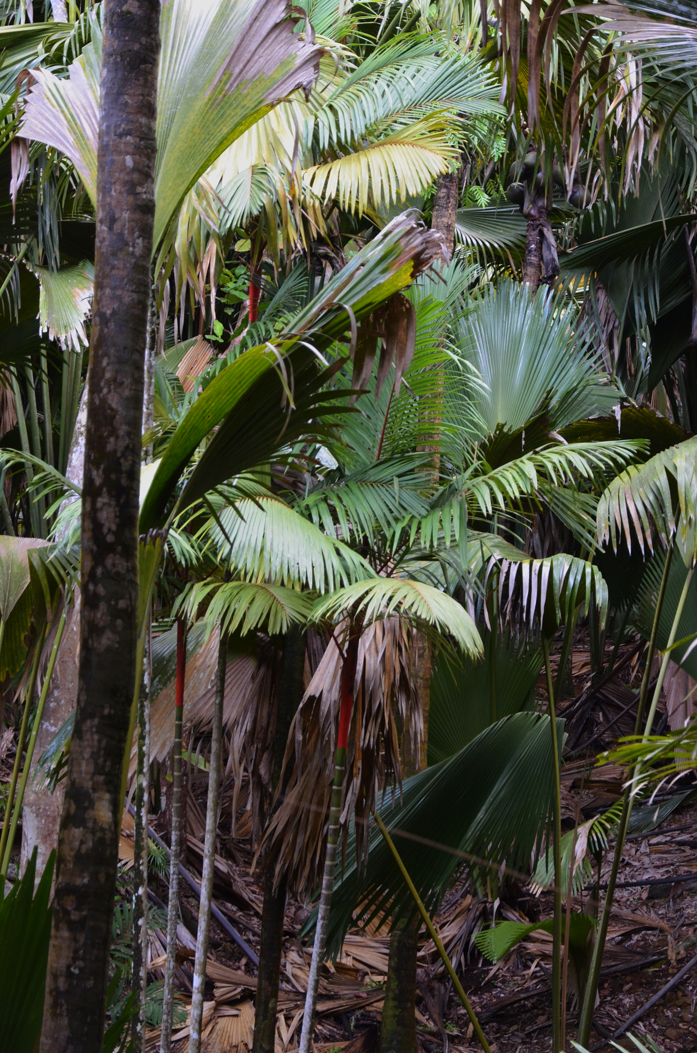 Seychelles