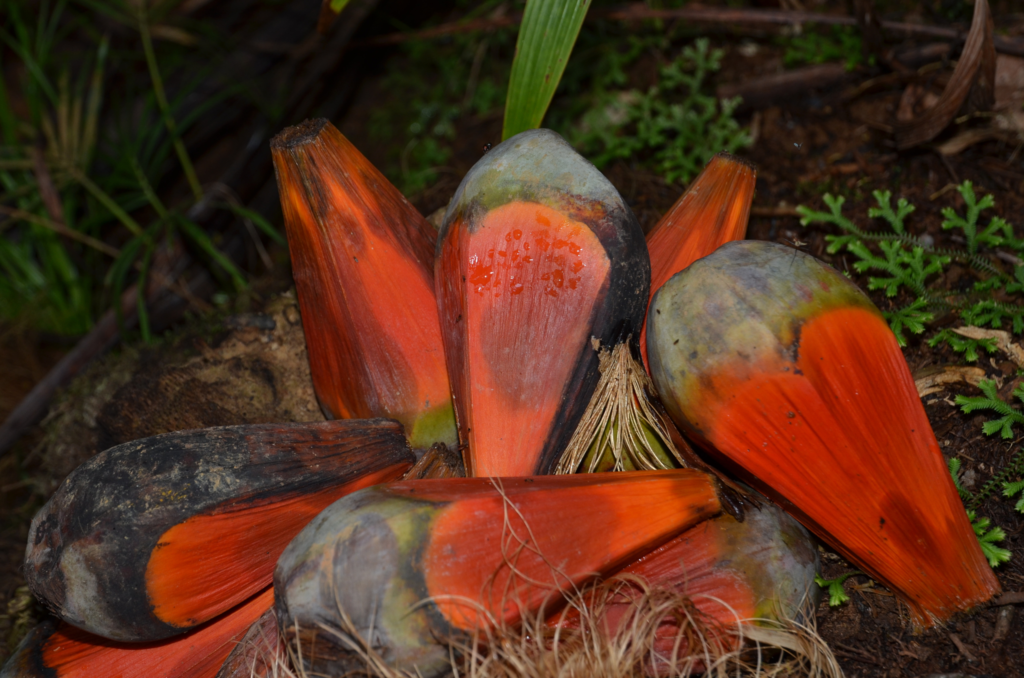 Seychelles