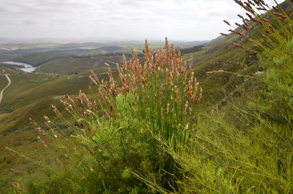 Afrique du Sud