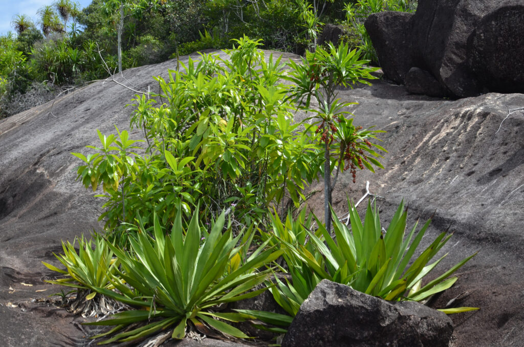 Seychelles