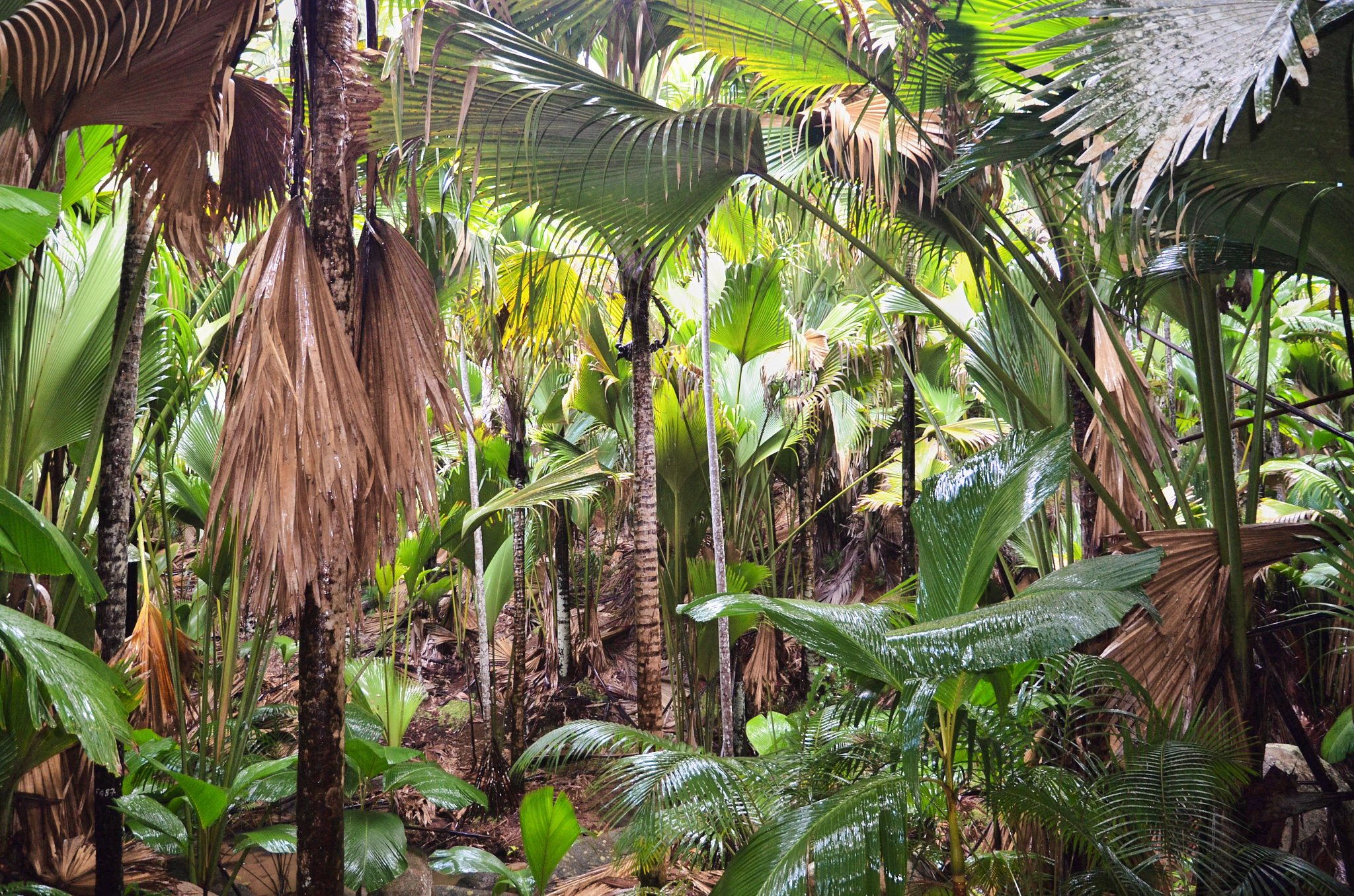 Seychelles