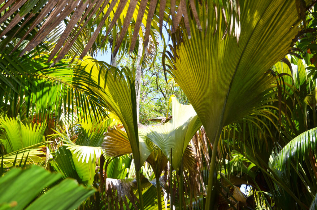 Seychelles