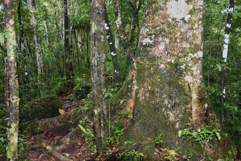 Mayotte