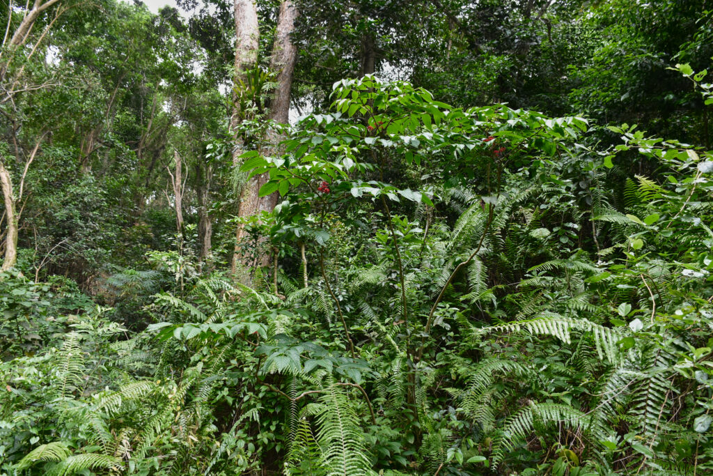 Mayotte