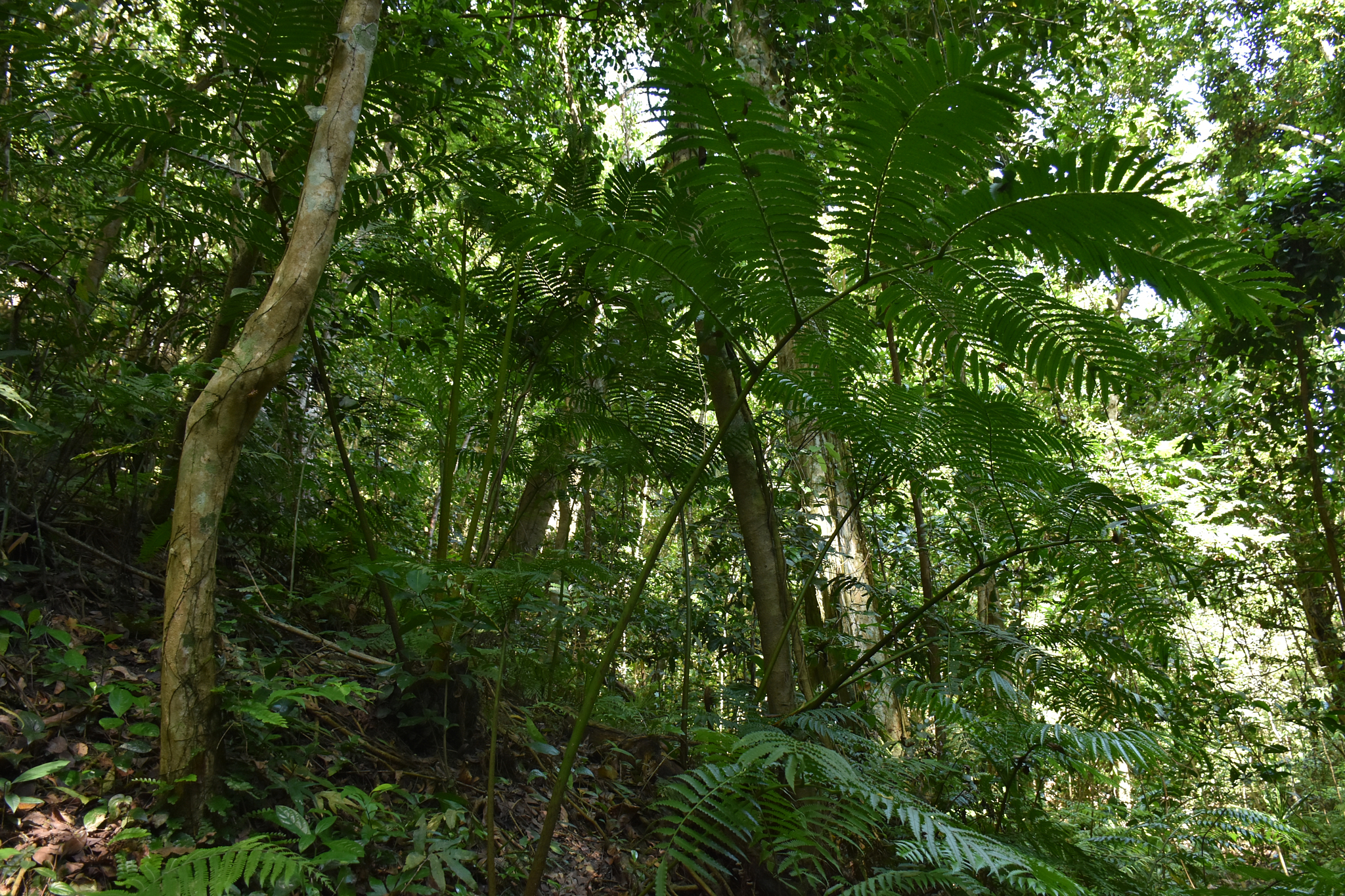 Mayotte