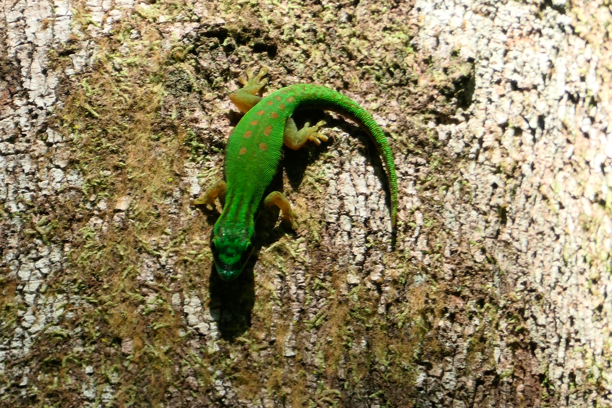 Mayotte