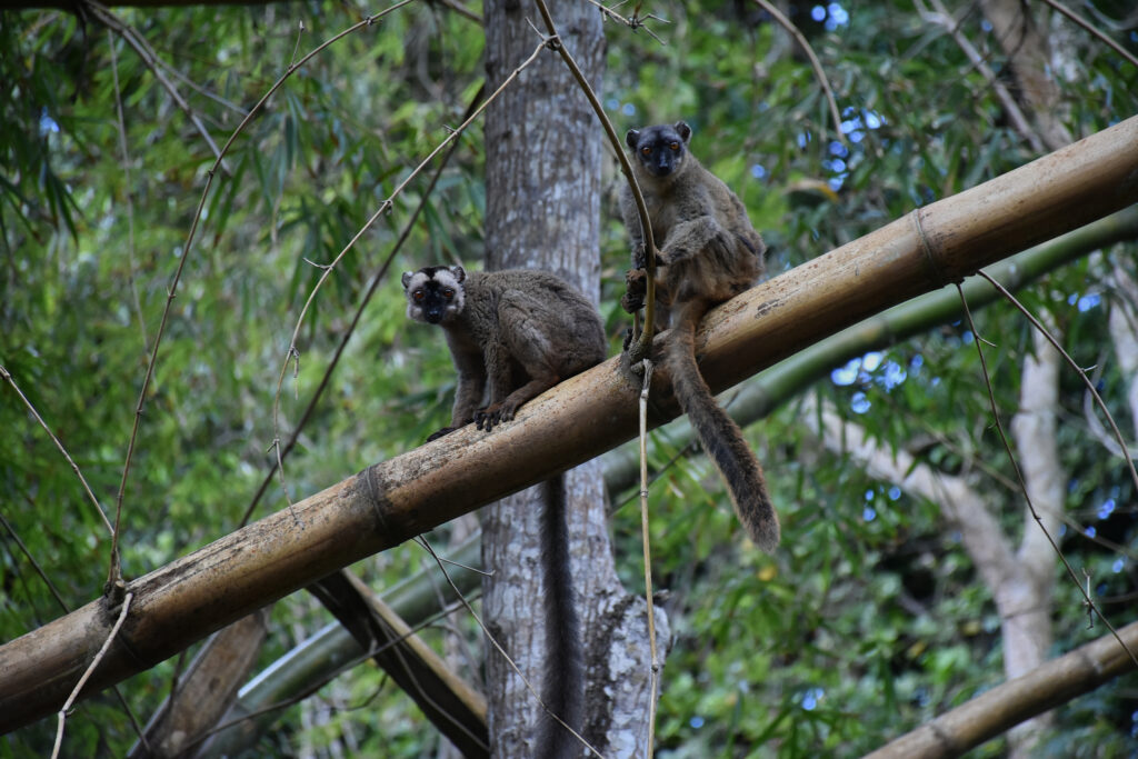 Mayotte